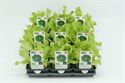 Afbeelding van Sla. Glassla Groen Bio